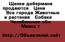 Щенки добермана  продаются › Цена ­ 45 000 - Все города Животные и растения » Собаки   . Челябинская обл.,Миасс г.